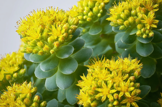 Rhodiola Rosea