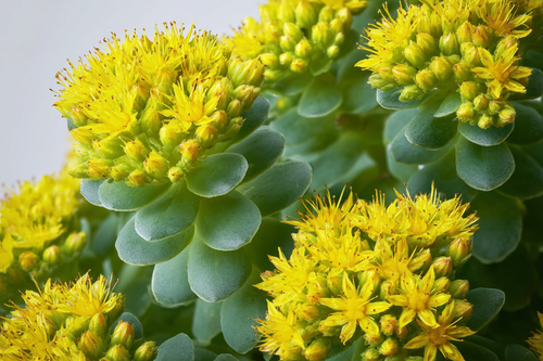 Rhodiola Rosea