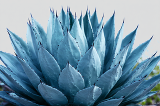 Blue Agave Inulin