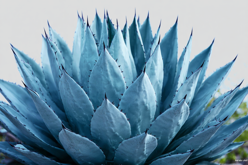 Blue Agave Inulin